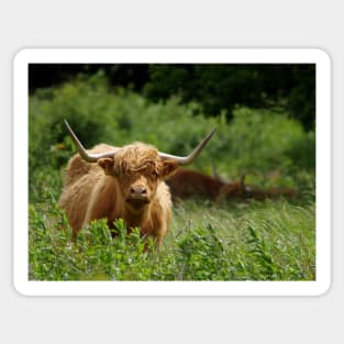 Highland cattle in field Sticker